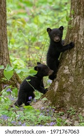 Black Bear Cubs Playing In Great Smoky Mountains National Park