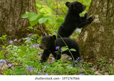 Black Bear Cubs Playing In Great Smoky Mountains National Park