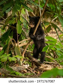 Black Bear Cubs Playing In Great Smoky Mountains National Park