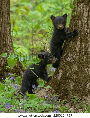 Black Bear Cubs Playing in Great Smoky Mountains National Park