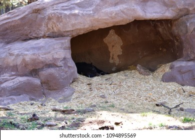 Black Bear In  Its Den