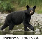 Black bear with ears up curiously walking along river bank