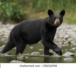 Black bear with ears up curiously walking along river bank