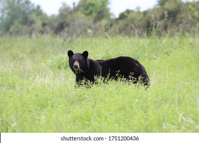 Black Bear - Eastern, NC