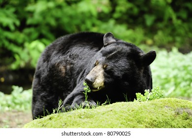 A Black Bear Eating Greens