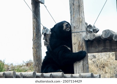 A black bear embraces a wooden pole, displaying a moment of unusual behavior. The contrast between the bear's strength and the rustic wooden structure adds intrigue to this wildlife capture. - Powered by Shutterstock