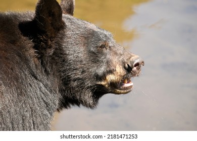 A Black Bear Enjoys The Summer Heat Near Sitka Alaska.