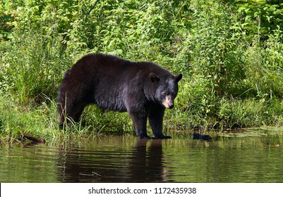 31,698 Young black bear Images, Stock Photos & Vectors | Shutterstock