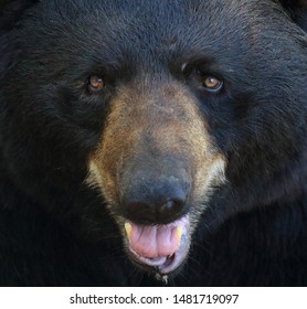 Black Bear Face Close Up.
