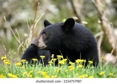 Black Bear In A Field Of Blooming Dandelions In The Great Smoky Mountains