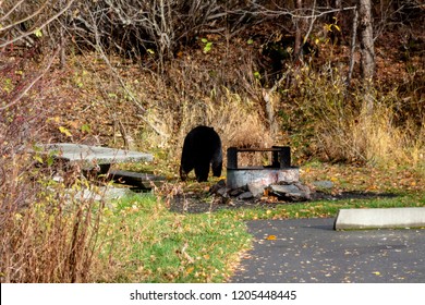 Black Bear Forages In An Empty Campsite In Sterling, Alaska