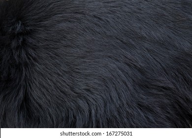 the long dark bear skin coat