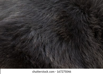 Black Bear Fur Texture