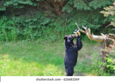 Black Bear Getting Seed Out Of A Bird Feeder In A Backyard. Gaussian Blur Filter Applied To Background So The Eye Is Drawn Into What The Bear Is Doing.