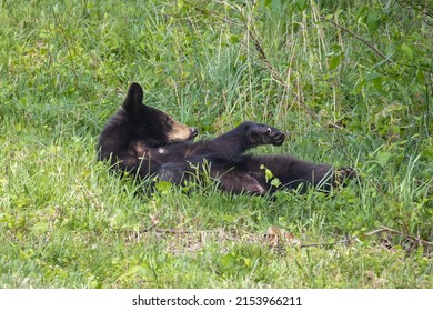 A Black Bear In Great Smoky Mountains National Park