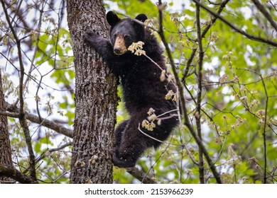 A Black Bear In Great Smoky Mountains National Park