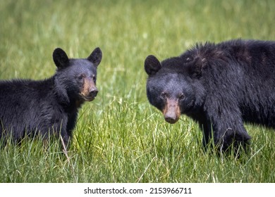 230 North carolina black bear Images, Stock Photos & Vectors | Shutterstock