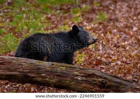 Black bear Great Smoky Mountains National Park  in the eastern United States live in wild, natural surroundings. Ursus americanus. Cades Cove near Gatlinburg Tennessee.