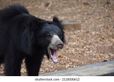 Black Bear Growling A Aggressive Way