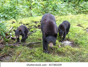 Black Bear With Her Cubs Walking Through The Woods In Canada