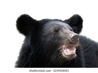 black bear isolated on solid white background