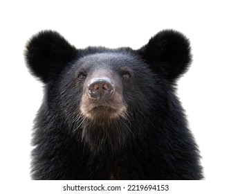 black bear isolated on solid white background