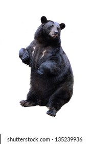 black bear isolated on white