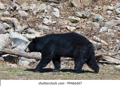 Black Bear Just Out Of The Water.