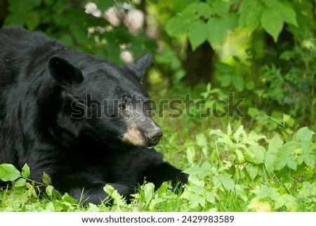 A black bear laying in the grass with trees in the background d