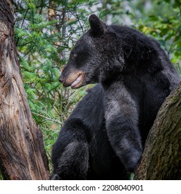 Black Bear Looking Left, Sits In Tree To Avoid Danger