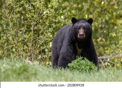 Black bear looks angry