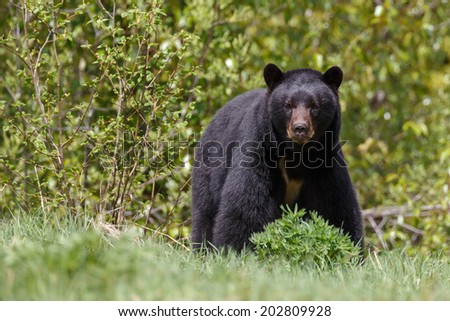 Black bear looks angry