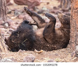 Black Bear Lounging In Northern Arizona