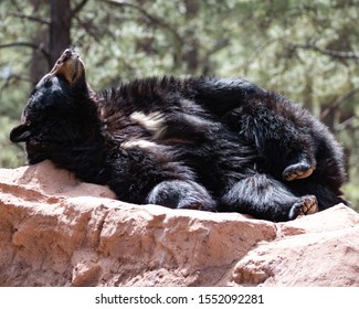 Black Bear Lounging In Northern Arizona