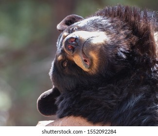 Black Bear Lounging In Northern Arizona