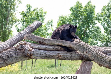 Black Bear Lounging On Tree 