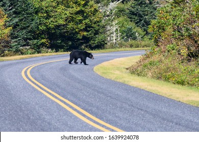 Black Bear Lumbering Across The Road On The Blue Ridge Parkway