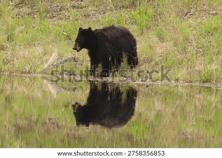 Black bear mirror reflection yellowstone national park