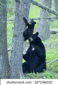 Black Bear Mother And Cub In Yellowstone National Park.  These Are Wild, Free Bears, Not Bears Raised In A Captive Environment.  