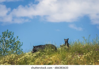 Black Bear Mother And Cubs
