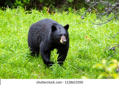 Black Bear On Grass