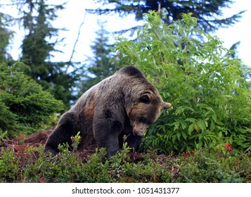 Black Bear On Grouse Mountain