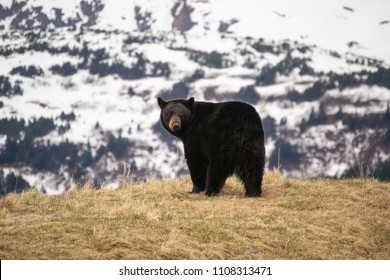 A Black Bear on a Hill