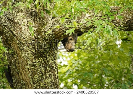 Black bear on a tree in Great Smoky Mountains National Park. Wildlife watching. Tennessee. Blue Ridge Mountains, North Carolina. Appalachian. Cades Cove Scenic Loop. Summer time.
