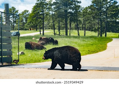 Black bear pacing back and forth in front of sleeping buffalo