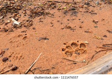 Black Bear Paw Print On A Beach In Michigan