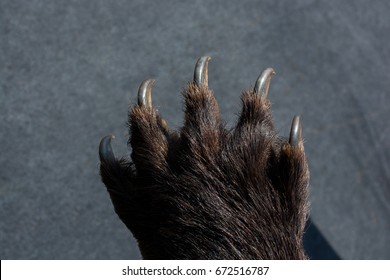 black-bear-paw-sharp-claws-260nw-672516787.jpg