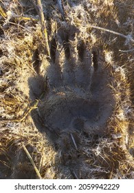 Black Bear Pawprint In Mud