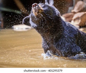 Black Bear In Pond Shakes Off Excessive Water