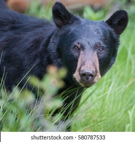 Black bear portrait.